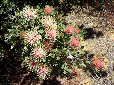 APII jpeg image of Banksia cuneata  © contact APII