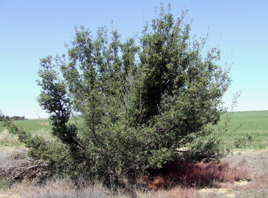 APII jpeg image of Banksia cuneata  © contact APII