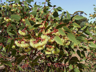 APII jpeg image of Eucalyptus grossa  © contact APII