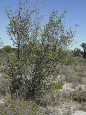 APII jpeg image of Banksia oligantha  © contact APII