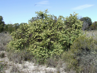 APII jpeg image of Hakea prostrata  © contact APII