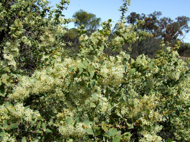 APII jpeg image of Hakea prostrata  © contact APII