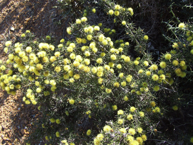 APII jpeg image of Melaleuca pungens  © contact APII