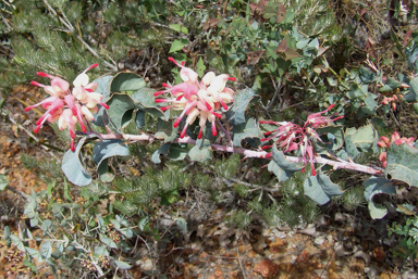 APII jpeg image of Grevillea insignis subsp. insignis  © contact APII