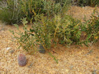 APII jpeg image of Banksia repens  © contact APII