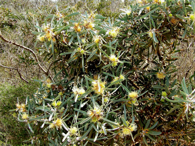 APII jpeg image of Hakea cinerea  © contact APII