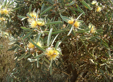 APII jpeg image of Hakea cinerea  © contact APII