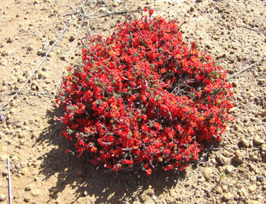 APII jpeg image of Lechenaultia formosa  © contact APII