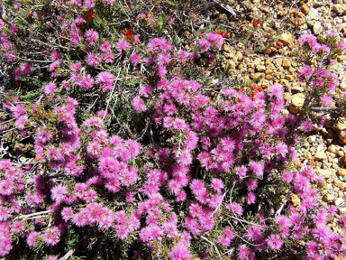 APII jpeg image of Beaufortia schaueri  © contact APII