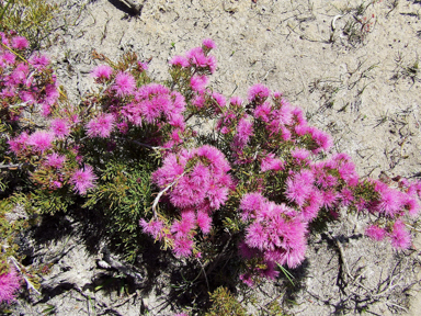 APII jpeg image of Beaufortia schaueri  © contact APII