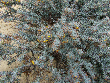 APII jpeg image of Daviesia pachyphylla  © contact APII