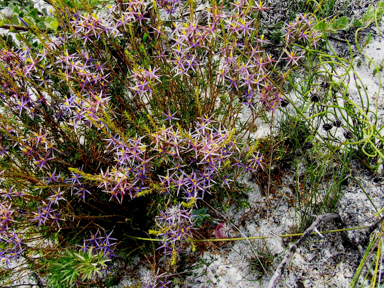 APII jpeg image of Calectasia grandiflora  © contact APII