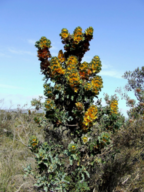 APII jpeg image of Hakea victoria  © contact APII