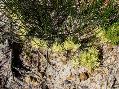 APII jpeg image of Petrophile longifolia  © contact APII