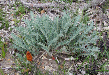 APII jpeg image of Banksia gardneri var. hiemalis  © contact APII