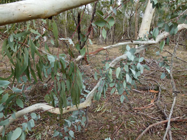 APII jpeg image of Eucalyptus rubida subsp. rubida  © contact APII