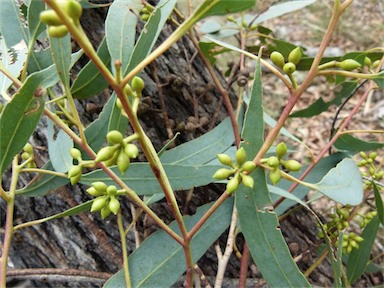 APII jpeg image of Eucalyptus bridgesiana  © contact APII