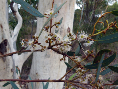 APII jpeg image of Eucalyptus mannifera  © contact APII