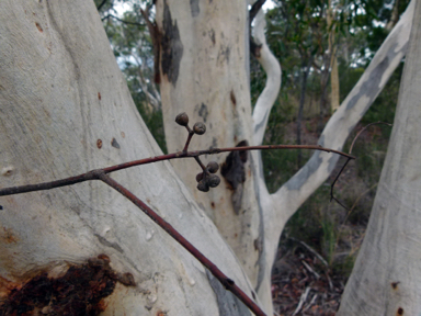 APII jpeg image of Eucalyptus mannifera  © contact APII