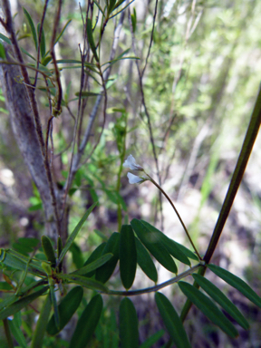 APII jpeg image of Vicia hirsuta  © contact APII