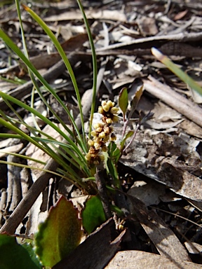 APII jpeg image of Lomandra glauca  © contact APII