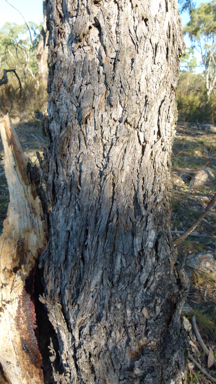 APII jpeg image of Eucalyptus cypellocarpa  © contact APII