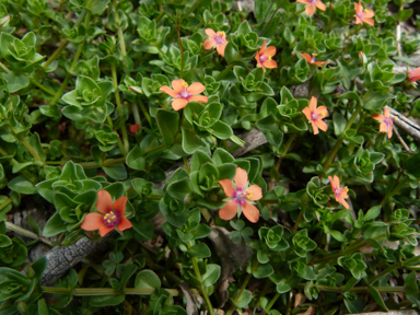 APII jpeg image of Anagallis arvensis  © contact APII