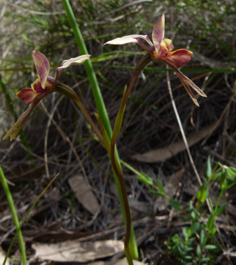 APII jpeg image of Diuris  © contact APII