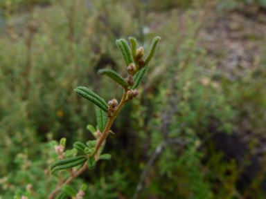 APII jpeg image of Pomaderris angustifolia  © contact APII