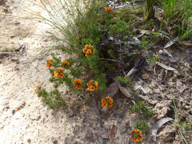 APII jpeg image of Pultenaea subspicata  © contact APII