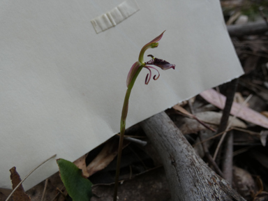 APII jpeg image of Chiloglottis curviclavia  © contact APII