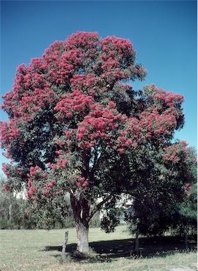 APII jpeg image of Eucalyptus calophylla  © contact APII