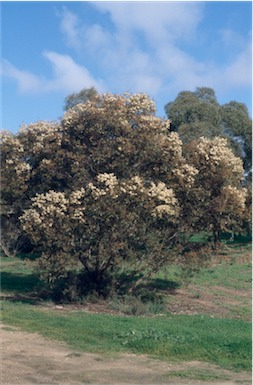 APII jpeg image of Eucalyptus calycogona  © contact APII