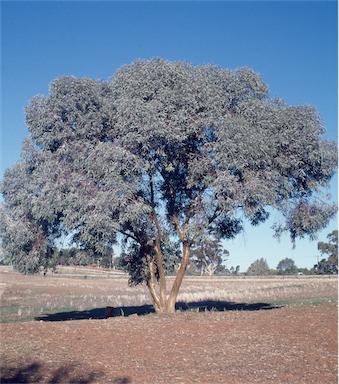 APII jpeg image of Eucalyptus campaspe  © contact APII