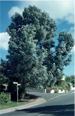 APII jpeg image of Eucalyptus cinerea  © contact APII