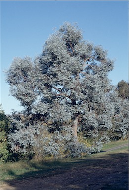 APII jpeg image of Eucalyptus cinerea  © contact APII