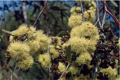 APII jpeg image of Eucalyptus desmondensis  © contact APII