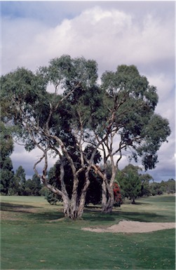 APII jpeg image of Eucalyptus fasciculosa  © contact APII