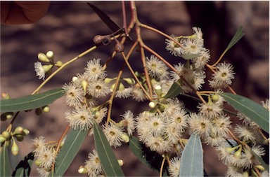 APII jpeg image of Eucalyptus intertexta  © contact APII