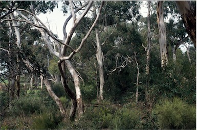 APII jpeg image of Eucalyptus leucoxylon  © contact APII