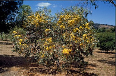 APII jpeg image of Eucalyptus  macrandra  © contact APII