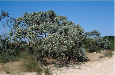 APII jpeg image of Eucalyptus pleurocarpa  © contact APII