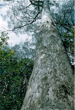 APII jpeg image of Eucalyptus regnans  © contact APII