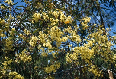 APII jpeg image of Eucalyptus socialis  © contact APII