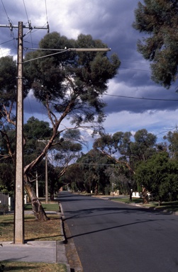 APII jpeg image of Eucalyptus spathulata  © contact APII