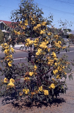 APII jpeg image of Eucalyptus 'Torwood'  © contact APII