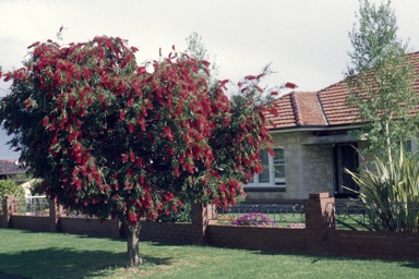 APII jpeg image of Callistemon 'Harkness'  © contact APII