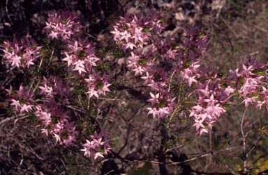 APII jpeg image of Calytrix glutinosa  © contact APII