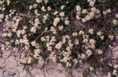 APII jpeg image of Kunzea pomifera  © contact APII