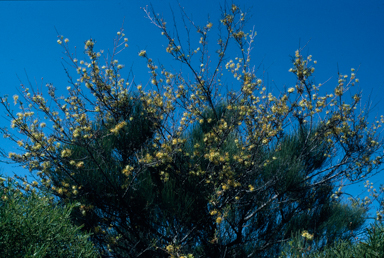 APII jpeg image of Grevillea gordoniana  © contact APII